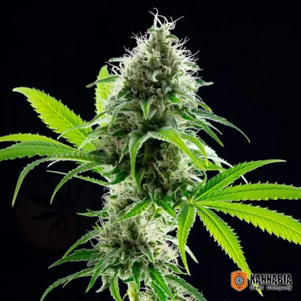 Kama Kush CBD Kannabia Seeds