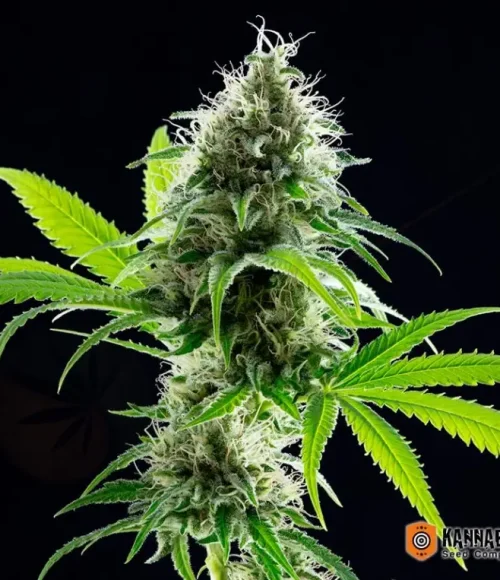 kama-kush-cbd kama-kush-cbd
